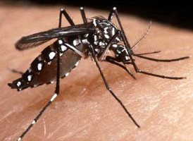 Aedes aegypti, mosquito da dengue (Foto:Divulgação)