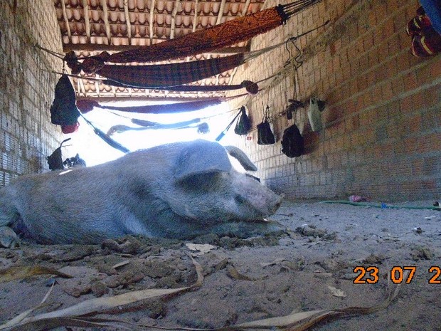 Alojamento junto com chiqueiro de porcos no Piauí (Foto: Ministério Público do Trabalho)