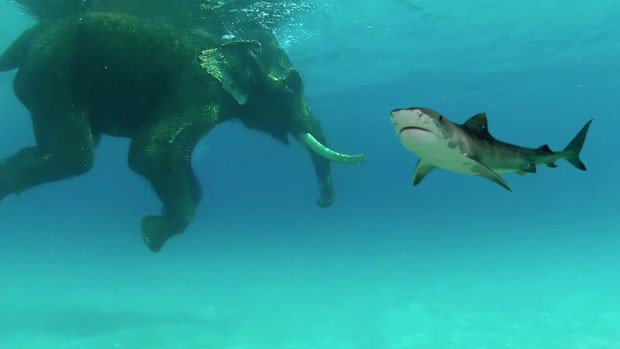 Falso encontro entre elefante e tubarão criou polêmica na web (Foto: Reprodução/YouTube/Billschannel)