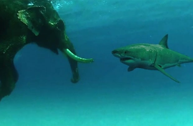 Ao manipular fotos, responsável chegou a utilizar imagens de tubarões diferentes (Foto: Reprodução/YouTube/Billschannel)