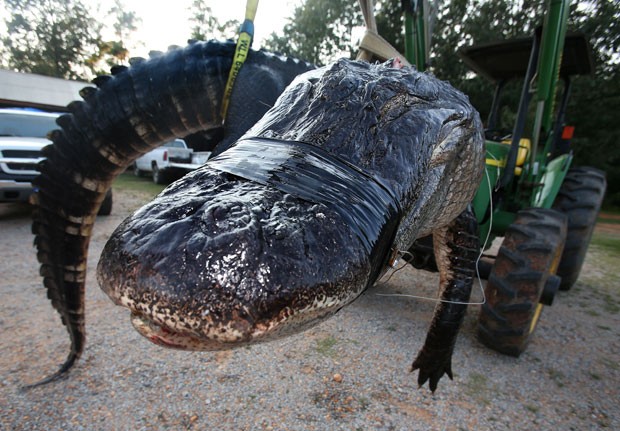 Jacaré capturado pela família Stokes é o maior já abatido no Alabama. (Foto: Sharon Steinmann/Al.com/AP)