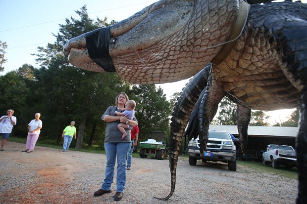 Enorme jacaré virou atração no Alabama (Foto: Sharon Steinmann/Al.com/AP)