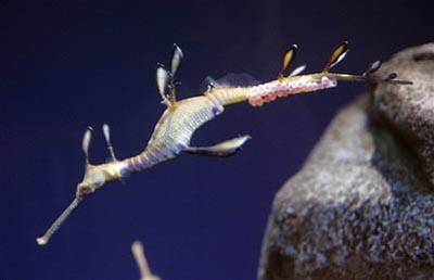 Sea Dragon