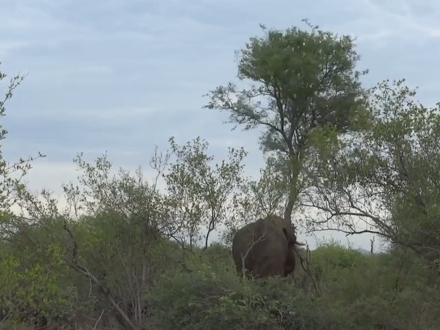 Turista flagrou elefante irritado derrubando árvore em parque sul-africano (Foto: Reprodução/YouTube/Swiatoczamigoski)