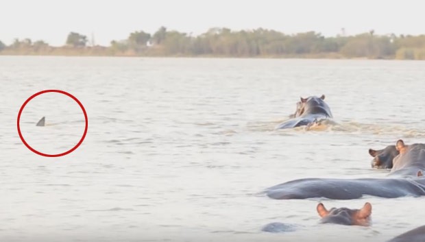 Cena ocorreu no Parque Simangaliso Wetland, em KwaZulu-Natal (Foto: Reprodução/YouTube/GS Features)