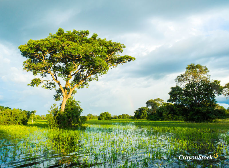 Pantanal Matogrossense (Foto: Filipe Frazão) 