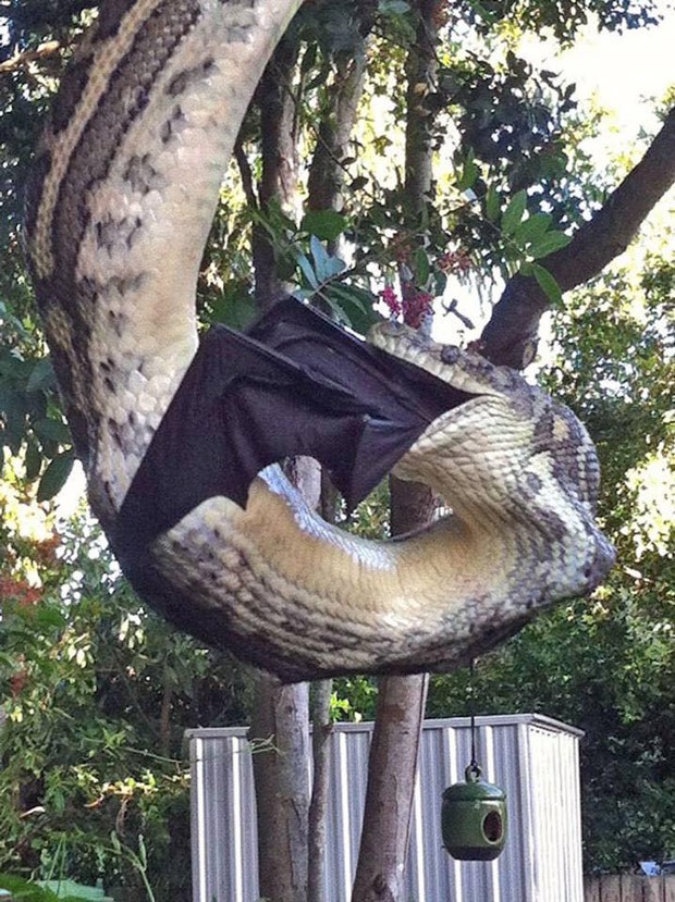 Casal flagrou cobra enorme devorando raposa-voadora na Austrália (Foto: Reprodução/Facebook/Sunshine Coast Snake Catchers)