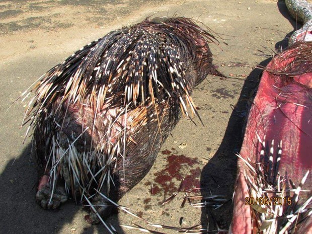 Píton morreu por causa dos ferimentos internos provocados pelos espinhos da presa (Foto: Reprodução/Reddit/BigDeadPixel)