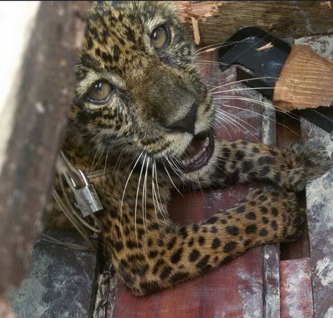 O filhote foi levado para o Centro de Triagem de Animais Silvestres (Cetas) na sede do Instituto Brasileiro do Meio Ambiente e dos Recursos Naturais Renováveis (Ibama) onde deve receber todos os cuidados necessários