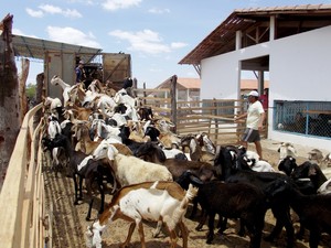 Município possui um dos maiores rebanhos de caprinos do estado (Foto: Gustavo Almeida/G1)