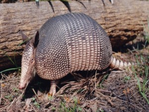 Comer tatu está provocando doenças em municípios do Piauí