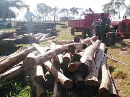 No Piauí, 90 produtores de carvão foram autuados (Foto: Polícia Militar de Meio Ambiente/Divulgação)