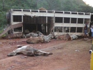 Animais estavam em caminhão que tombou (Foto: Alessandro Guerra/ Rádio Cerrado FM)