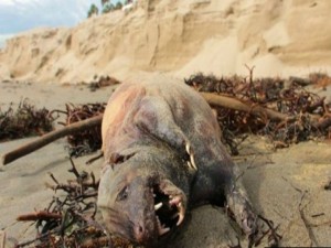 Animal estranho foi encontrado em praia dos EUA