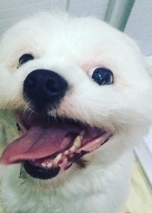 Theodor, cão da raça Lhasa Apso, foi levado para banho, mas acabou morrendo no pet shop