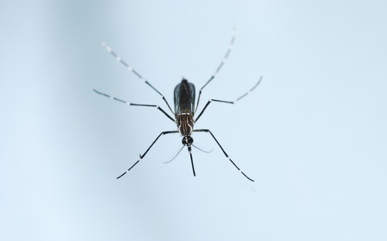 O mosquito Aedes aegypti. Ele transmite o zika vírus, que pode causar microcefalia em bebês cujas mães foram infectadas na gravidez (Foto: Thinkstock)