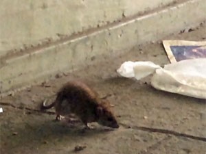 Rato em passarela que dá acesso à Praia de Botafogo; cena comum, dizem frequentadores (Foto: Reprodução)