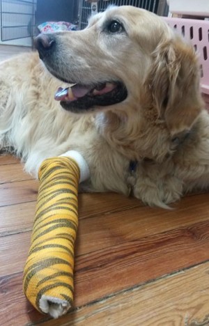 Figo, o cão 'herói' de Brewster, NY (Foto: Reprodução/Facebook/Middlebranch Veterinary )