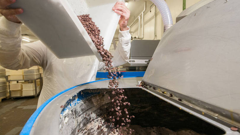 Gotas de chocolates usadas na produção do chocotone da Bauducco