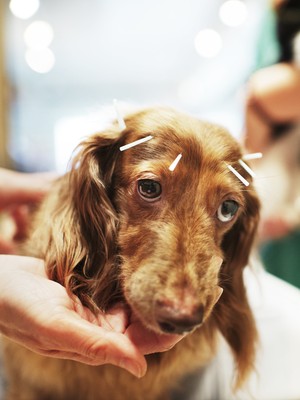 Chocolate, um cachorro da raça Dachshund, recebe tratamento com acupuntura em Tóquio, Japão (Foto: Adam Pretty/Getty Images)