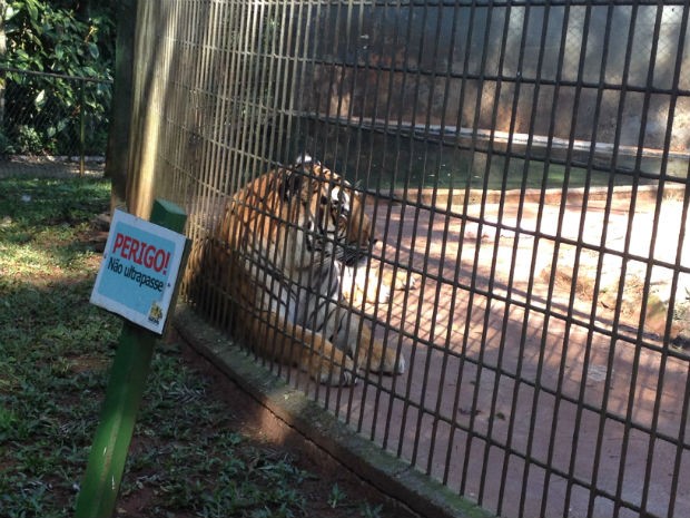 Tigre Hu voltou para a jaula no dia 4 de agosto, depois de ficar isolado por cinco dias (Foto: Franciele John/ G1)