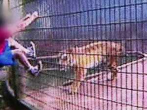 Menino atacado por tigre pediu para que não matasse o animal, diz pai (Foto:  Globonews)