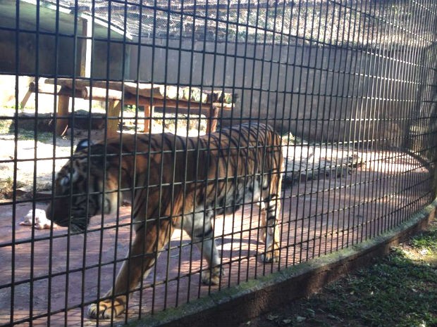 O tigre é dócil desde que tenha o espaço dele respeitado, segundo o veterinário Valmor Passos  (Foto: Franciele John / G1)