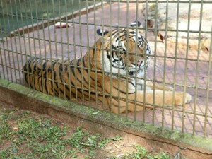 Tigre Hu voltou para a jaula nesta segunda-feira (4), depois de ficar isolado por cinco dias (Foto: Prefeitura de Cascavel/ Divulgação)