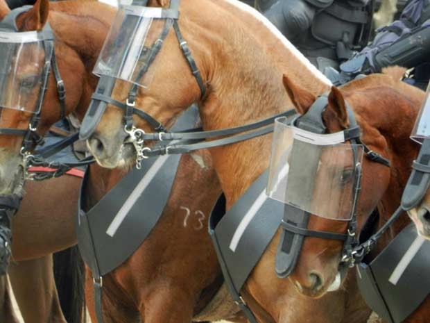 Cavalaria da Tropa de Choque terá proteção extra durante a Copa (Foto: Divulgação/Polícia Militar)