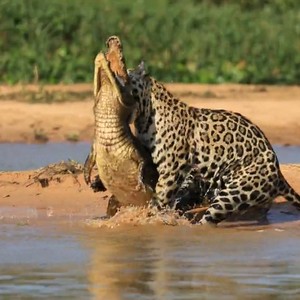 Onça ataca jacaré no Pantanal (Foto: Reprodução/Facebook)