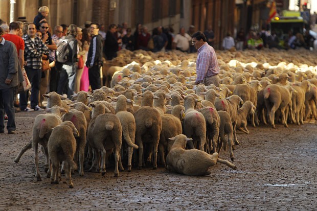 Ovelhas surpreenderam que andava pelo centro de Madri neste domingo (6) (Foto: Andres Kudacki/AP)