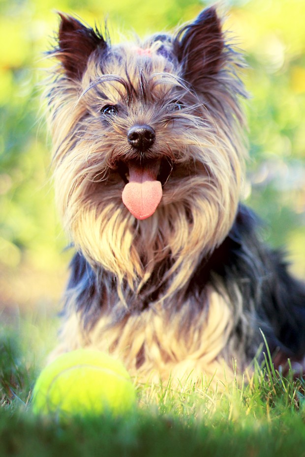 Predisposição ao tártaro é dos problemas bucais dos cães de pequeno porte (Foto: Divulgação )