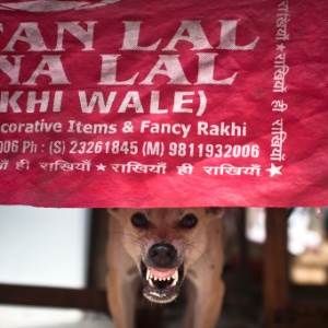 Cão de rua rosna debaixo de mesa de restaurante em Nova Déli, Índia 