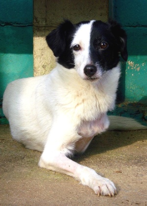 Cachorrinha Manu, de Santos, perde duas patas, recupera equilíbrio e já anda normalmente