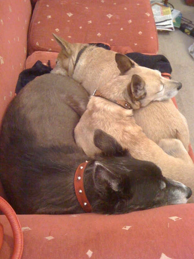 The Dog Pile