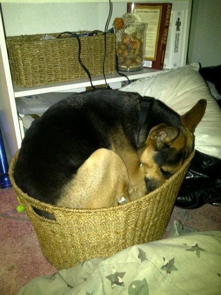 The Basket-o-dog