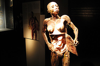 Exposição "O Fantástico Corpo Humano", no shopping Eldorado, traz 12 corpos (foto) preservados pelo processo de plastinação 