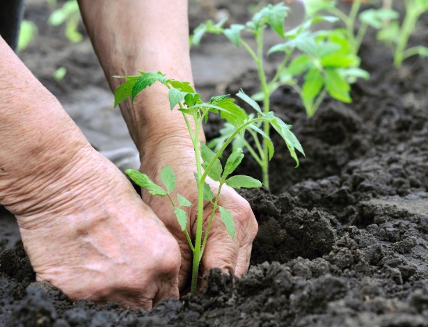 Não é preciso ter muito espaço para a horta, mas é necessário respeitar as particularidades de cada planta