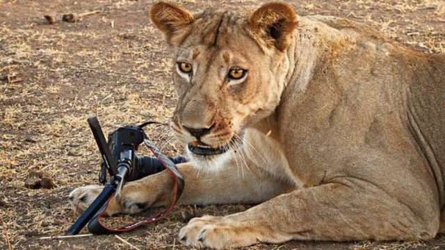 A leoa roubou a câmera e garantiu cliques exclusivos ao fotógrafo