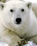 Urso Polar