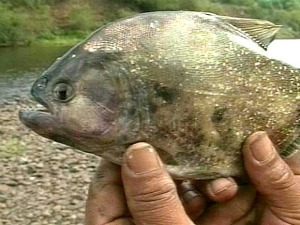 Ataque do peixe carnívoro palometa em Santa Maria, RS (Foto: Reprodução/RBS TV)