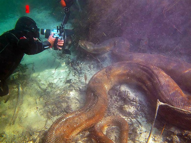 Mergulhadores estrangeiros captam imagens subaquáticas de sucuri (Foto: Daniel De Granville / Photo in Natura)