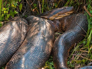 Animal é tímido e se afasta da presença humana, diz biólogo (Foto: Daniel De Granville / Photo in Natura)