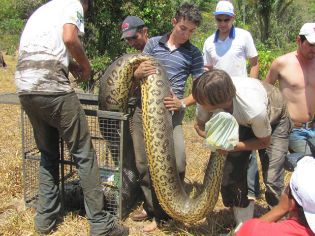 Foram necessários oito homens para carregar o animal até a gaiola. (Foto: Roteiro Notícia/Célio Ribeiro)