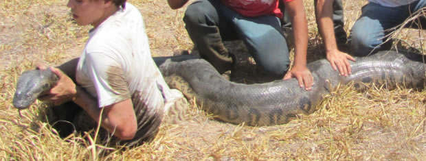  Ibama confirmou também que o animal foi solto nesta sexta-feira (26) na Serra do Cachimbo, região Norte de Mato Grosso. (Foto: Roteiro Notícia/Célio Ribeiro)