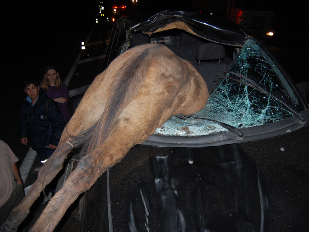 O motorista não percebeu que o animal estava na pista. O cavalo invadiu o carro pelo pára-brisa, pelo lado do passageiro. O condutor não se feriu. O animal morreu com o impacto da colisão (Foto: Helio Torchi/Agência Estado)