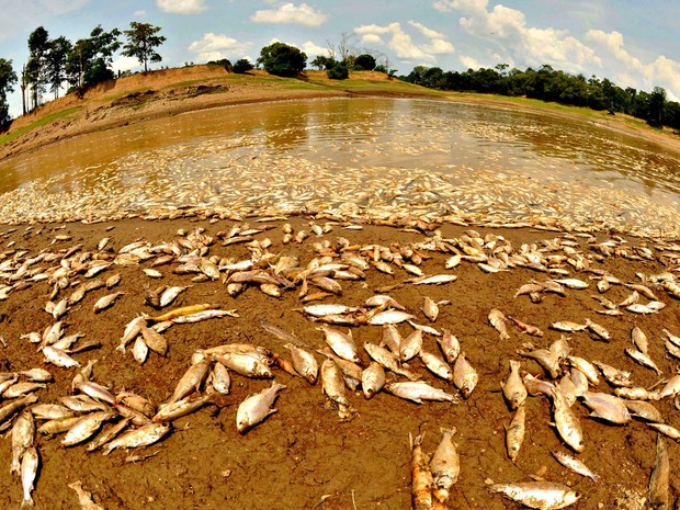 Cidade enfrente falta de água potável (Foto: Chico Batata)