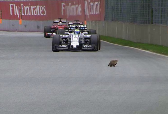 Marmota corta a pista do GP do Canadá e quase é acertada pela Williams de Felipe Massa (Foto: Reprodução / Twitter)