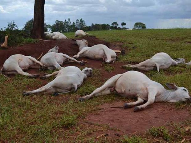 Mais de 20 cabeças de gado foram atingidas pelo raio (Foto: Reprodução / TV TEM)