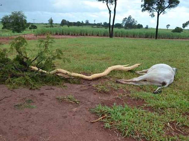 Galhos da árvore que foi atingida caíram  (Foto: Divulgação/ I7 Notícias)